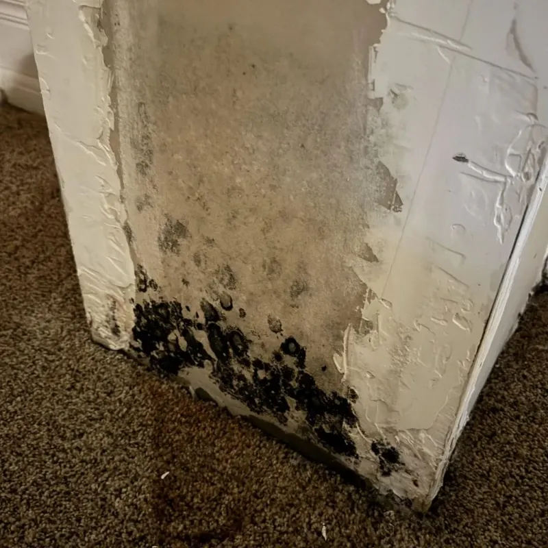 Professional Mold Removal in Gary, IN
